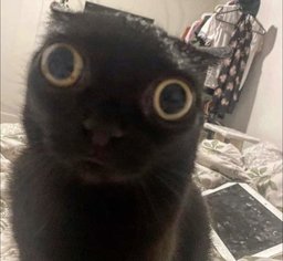 gah •_•