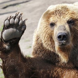 IMaBEAR