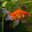 Goldfish (was deleted at: 2023-12-01T03:05:37.6946096Z)