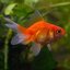 Goldfish (was deleted at: 2023-12-01T03:05:37.6946096Z)