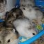 Huddersfield Hamsters
