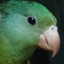 Chonielito