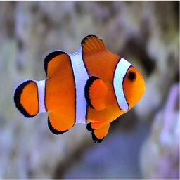 peixonauta da deepweeb#3168