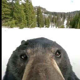 Modri23