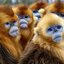 ANIMAL_PLANET