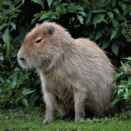 Capivara#Cega