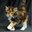 Toebean