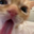 meow69
