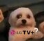 ARAM LGTV
