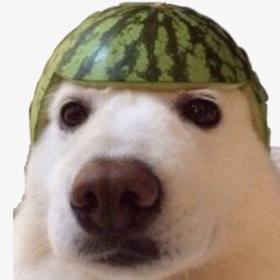 gazu