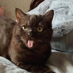 sillybrowncat
