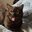 sillybrowncat