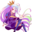 PapaSvin