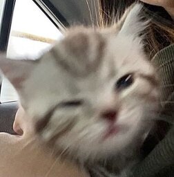 httpsmeoow