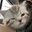 httpsmeoow