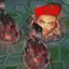 Red Side Enjoers