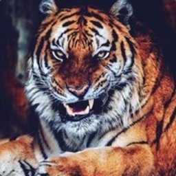 TIGER9505