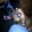 my dog panic