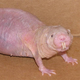 Hairless Rat