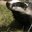 Montana Badgers