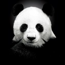 Panda03