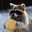 Coinflip Racoons