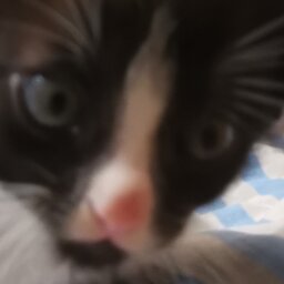 SimonDude
