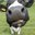 T1 COWS