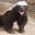 Honey Badgers 999