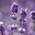 Pure Lavender