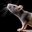 Rats in real life