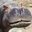 HairyHippos