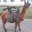 Los guanacos