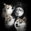 UnderDoges