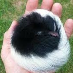 Skunkoti