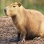 The Last Capivara