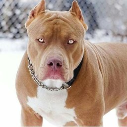 topdogg554