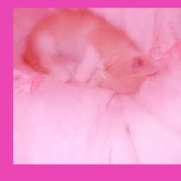 macha_12