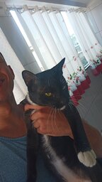 RAmaro