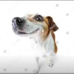 A A FOLOU LOST IMAGES