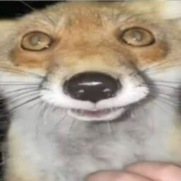DkWilliam