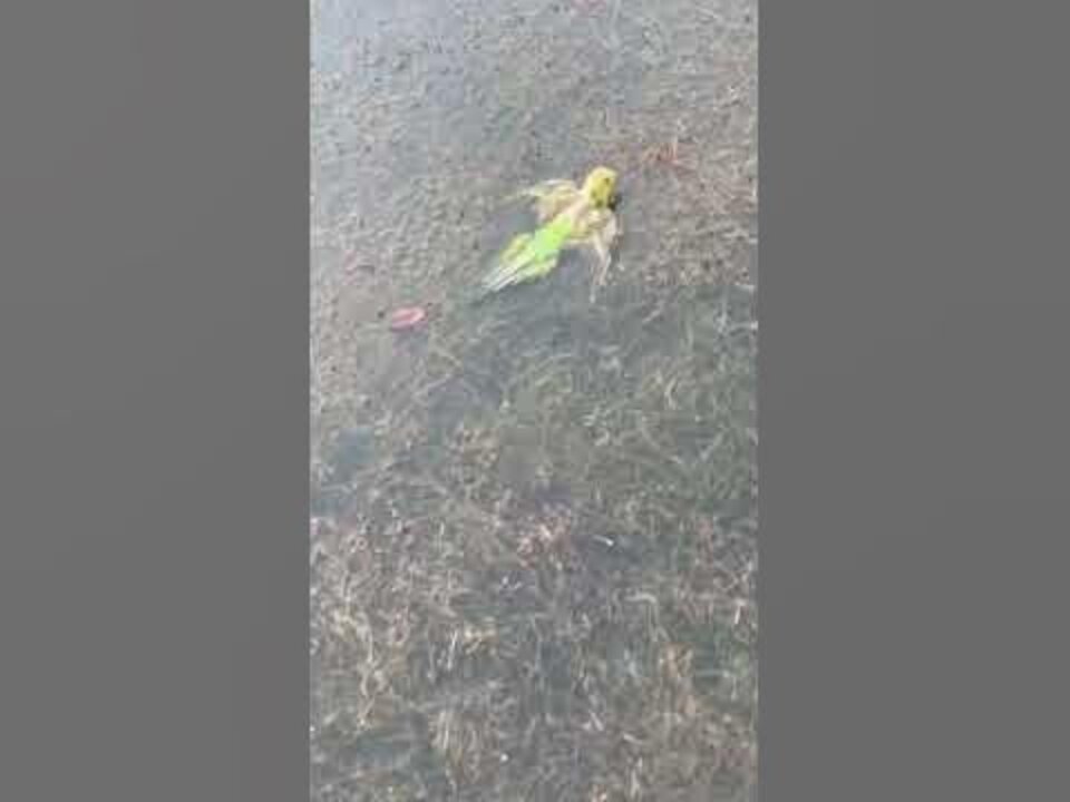 WHY BIRDS ARE GREAT BASS FOOD!