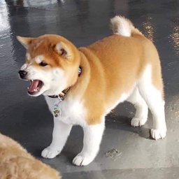 TheSarnk