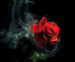 RoseWhiter
