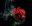 RoseWhiter