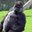 Monke mode 3B