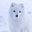 Siberian Foxes