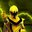 Yellow!