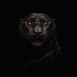 Adri_Stark