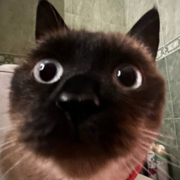 swetnwet